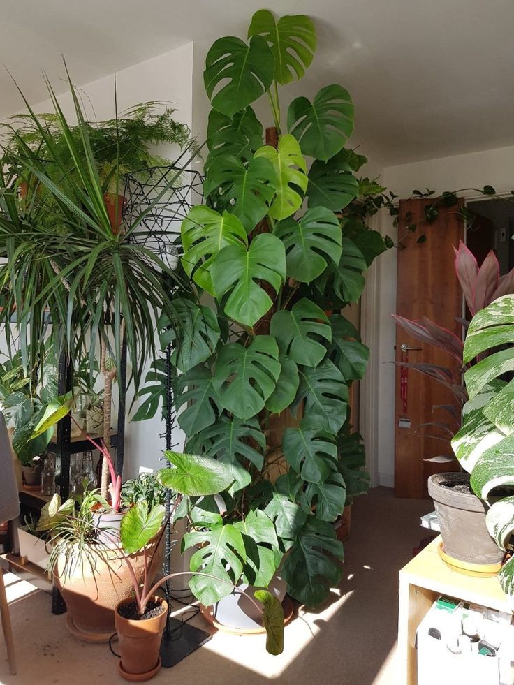 Monstera w lutym